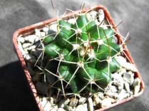 Mammillaria sp Francescoi Madero