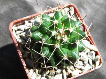 Mammillaria sp Francescoi Madero