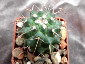 Mammillaria sp San Judro