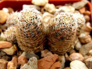 Mediolobivia albidula