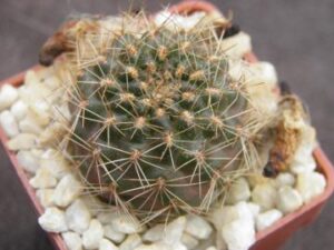 Mediolobivia atrovirens v pseudoritteri