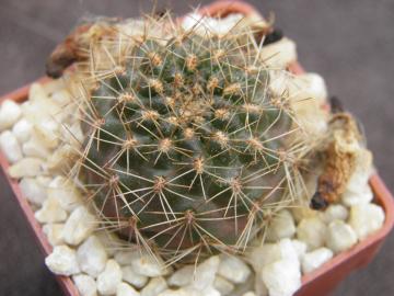 Mediolobivia atrovirens v pseudoritteri