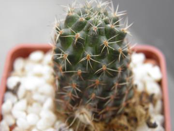 Mediolobivia atrovirens v yuncharasensis (1)