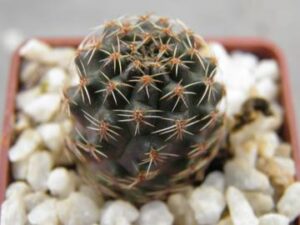 Mediolobivia atrovirens v yuncharasensis