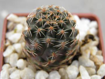 Mediolobivia atrovirens v yuncharasensis