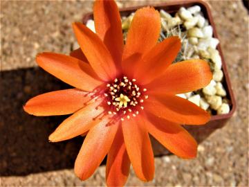 Mediolobivia brunescens