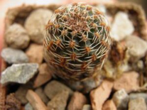 Mediolobivia canacruzensis (1)