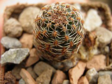 Mediolobivia canacruzensis (1)