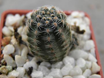 Mediolobivia digitiformis