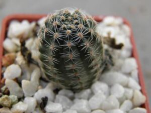 Mediolobivia digitiformis