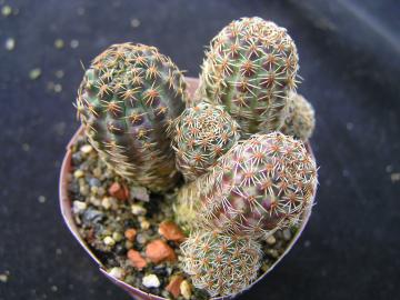 Mediolobivia gracilispina