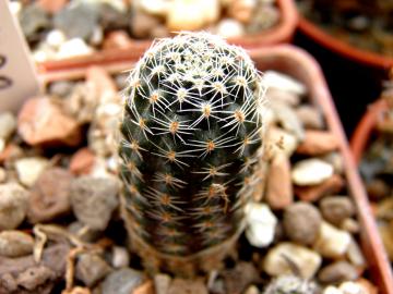 Mediolobivia haagei (3)