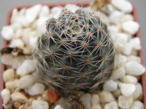 Mediolobivia haagei (4)