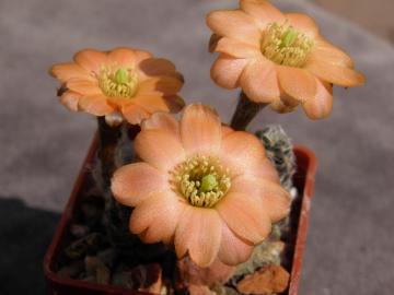 Mediolobivia haagei v elegantula