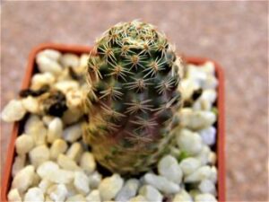 Mediolobivia haagei v orurensis