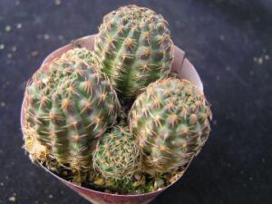 Mediolobivia iscayachensis (1)