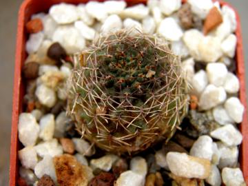 Mediolobivia malochii