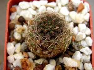 Mediolobivia malochii