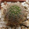 Mediolobivia mariae