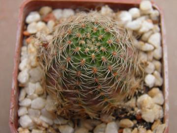 Mediolobivia mariae