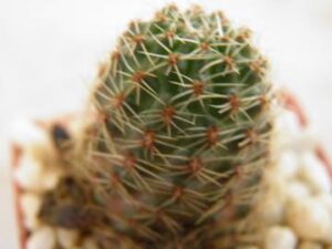 Mediolobivia nigricans