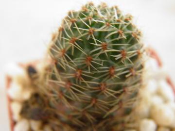 Mediolobivia nigricans