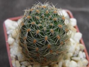 Mediolobivia nigricans v carmeniana (1)