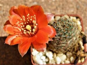 Mediolobivia nigricans v carmeniana