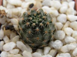 Mediolobivia pauciareolata