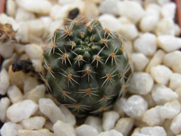 Mediolobivia pauciareolata