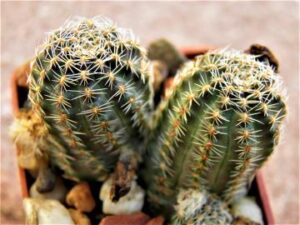 Mediolobivia pygmaea (2)