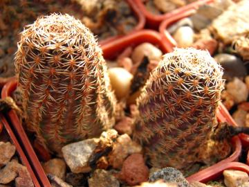 Mediolobivia pygmaea (3)