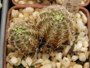 Mediolobivia pygmaea v albispina