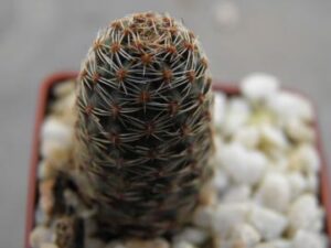 Mediolobivia pygmaea (6)