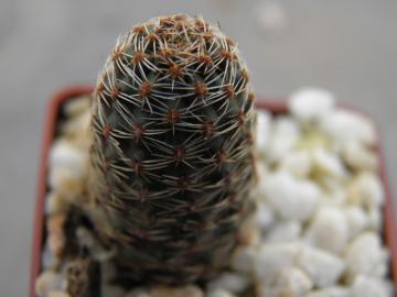 Mediolobivia pygmaea (9)