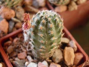 Mediolobivia pygmaea v gracilispina (1)