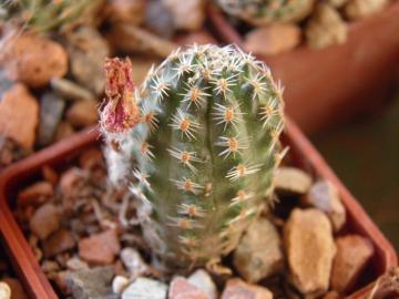 Mediolobivia pygmaea v gracilispina (1)