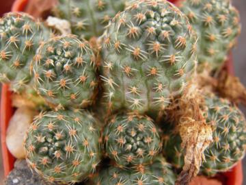 Mediolobivia pygmaea v iscayachensis