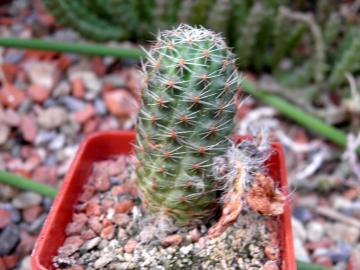 Mediolobivia sp 1113 a