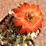 Mediolobivia steinmannii v pauciareolata