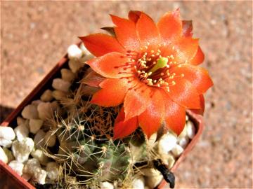 Mediolobivia steinmannii v pauciareolata