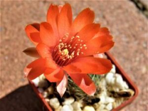 Mediolobivia steinmannii v mayor