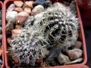 Mediolobivia steinmannii v parvula