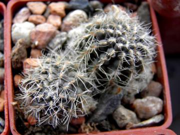 Mediolobivia steinmannii v parvula