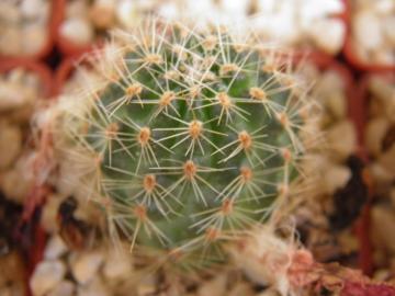 Mediolobivia steinmannii v costata (1)