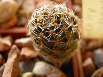 Mediolobivia steinmannii