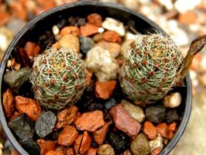 Mediolobivia steinmannii v melanocentra