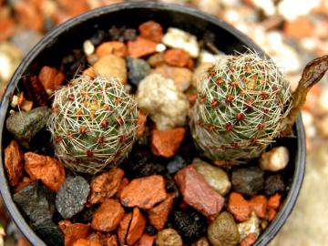 Mediolobivia steinmannii v melanocentra