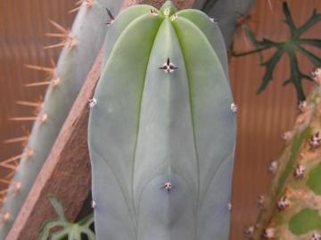 Myrtillocactus geometrizans (1)