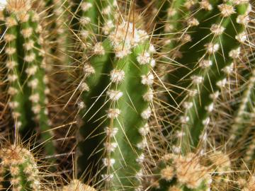 Neocardenasia herzogiana